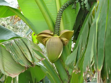 банан квітка крупним планом