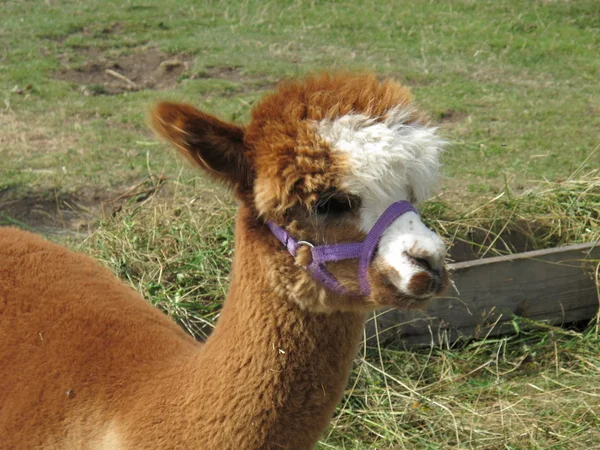 Young alpaca — Stock Photo, Image