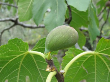 incir ağacı portre