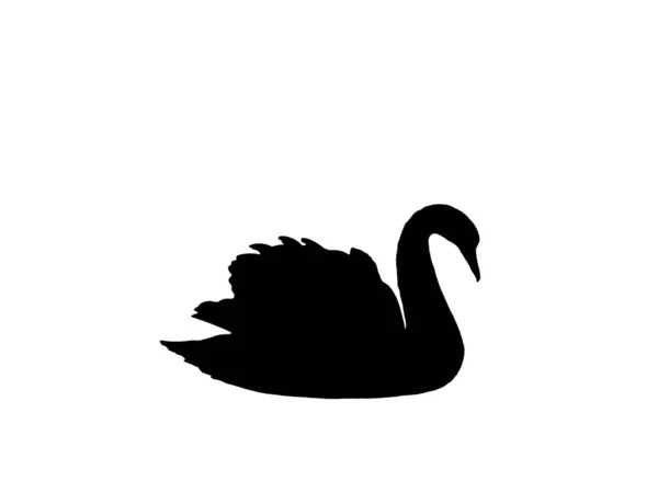 Swans Silhouette Animal Isolated — Stock Photo, Image