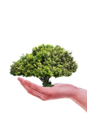 Elinde ağaç, yeşil doğa izole edilmiş beyaz arkaplan