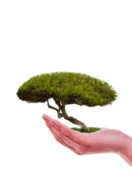 Boom Hand Groen Natuur Geïsoleerd Wit Achtergrond — Stockfoto