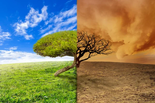 Cambio Climático Paisaje Con Árbol — Foto de Stock