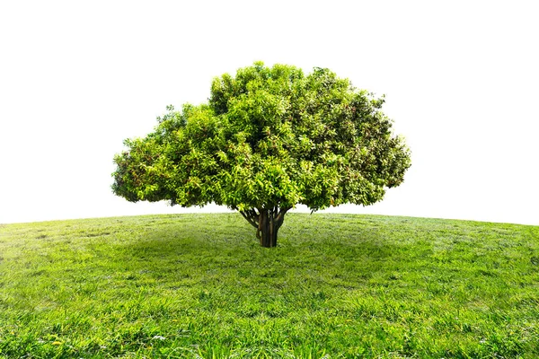 Árbol Aislado Naturaleza Verde — Foto de Stock