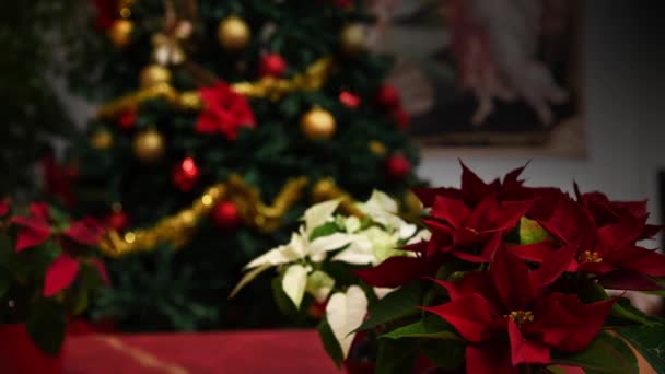 Χριστουγεννιάτικο Αστέρι Λουλούδι Poinsettia Δέντρο — Αρχείο Βίντεο