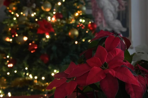 クリスマスの花飾り木 — ストック写真