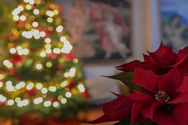 Flores Navidad Poinsettia Planta Fondo Árbol Iluminado —  Fotos de Stock