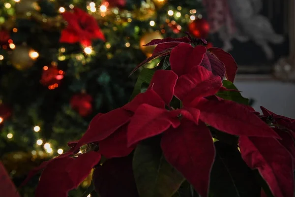 クリスマスの花 ポインセチアの植物 照らさ木の背景 — ストック写真