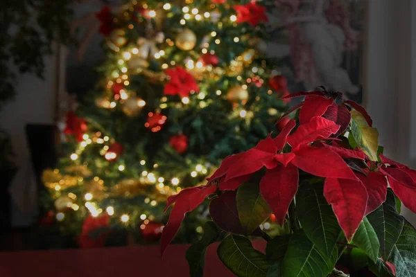 クリスマスの花 ポインセチアの植物 照らさ木の背景 — ストック写真
