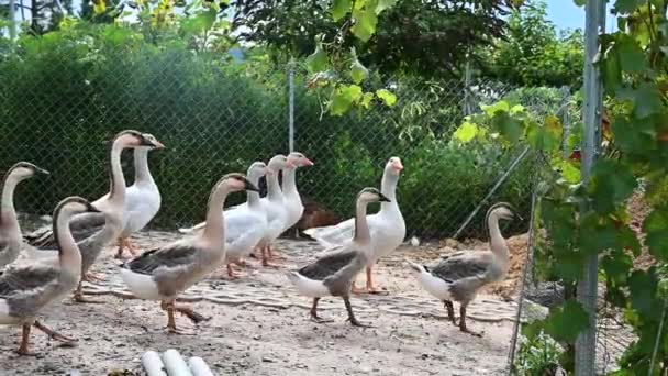 Gansos Animais Passeando Branco Marrom — Vídeo de Stock