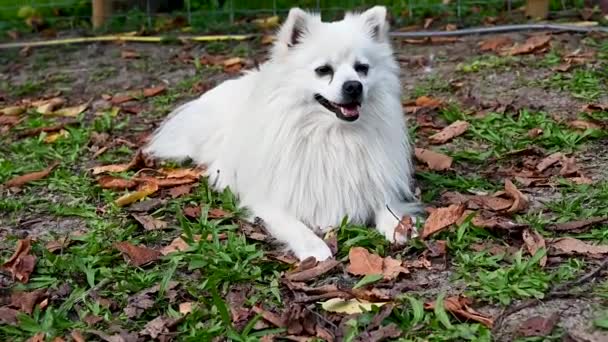 狗白色伏尔皮诺 意大利斯皮茨 长毛波美拉尼亚 成年动物 — 图库视频影像