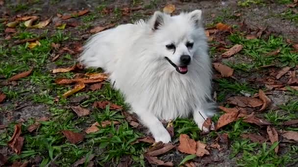 犬の白い火山 イタリアのスピッツ 長い髪のポメラニア 大人の動物 — ストック動画
