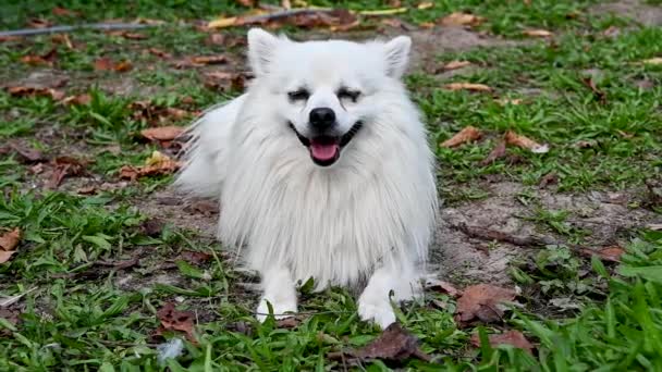 Perro Volpino Blanco Spitz Italiano Pomerania Con Pelo Largo Animal — Vídeos de Stock