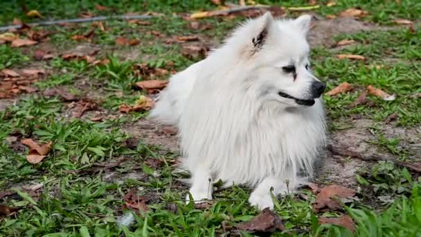 Perro Volpino Blanco Spitz Italiano Pomerania Con Pelo Largo Animal — Vídeos de Stock