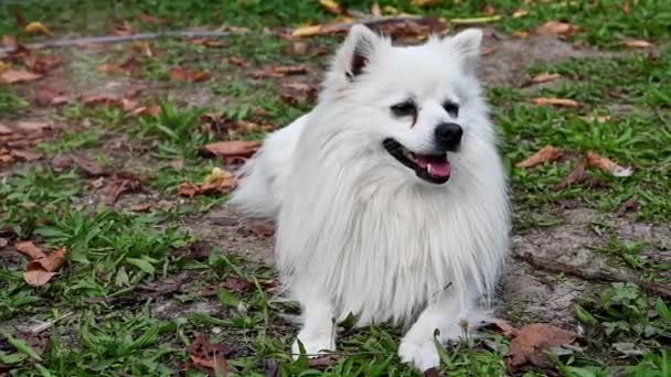 Köpek Beyaz Volpino Talyan Spitz Pomeranya Uzun Saçlı Yetişkin Hayvan — Stok video