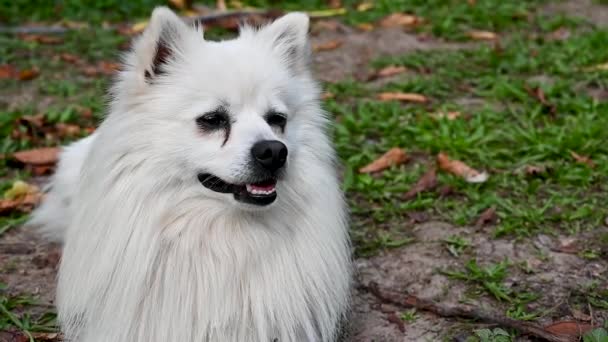 狗白色伏尔皮诺 意大利斯皮茨 长毛波美拉尼亚 成年动物 — 图库视频影像