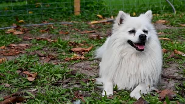 Perro Volpino Blanco Spitz Italiano Pomerania Con Pelo Largo Animal — Vídeos de Stock