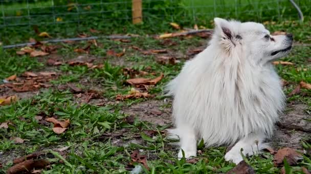 Perro Volpino Blanco Spitz Italiano Pomerania Con Pelo Largo Animal — Vídeos de Stock