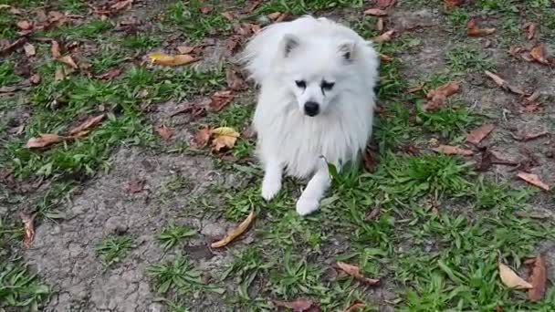 Dog White Volpino Italienska Spitz Pommerska Med Långt Hår Vuxen — Stockvideo