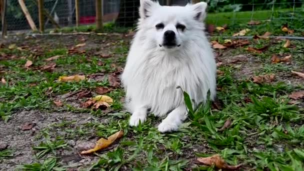 Cão Volpino Branco Spitz Italiano Pomeranian Com Cabelo Comprido Animal — Vídeo de Stock