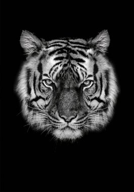 Kaplan yüzü profili, hayvan soyutlaması