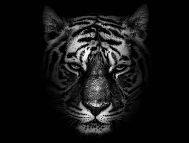 Kaplan yüzü profili, hayvan soyutlaması