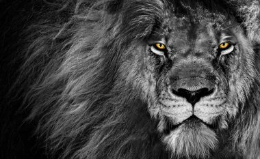 Aslan Kral, Vahşi Yaşam Portresi