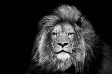 Aslan, Vahşi Yaşam Portresi hayvanı, Siyah Beyaz