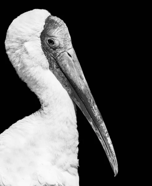 Large Beaked Bird Pelican — Stock Photo, Image