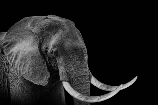 lephant animal , isolated black wildlife