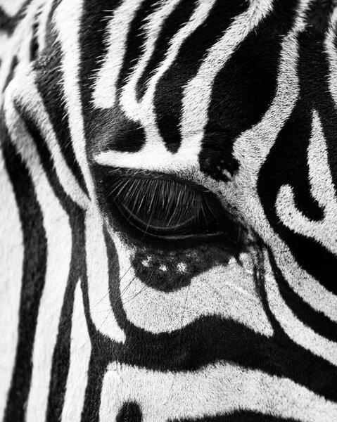 Zebra animal , eyes abstract black white