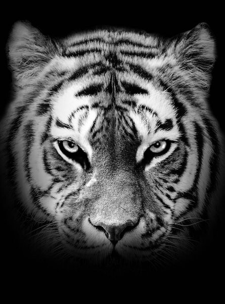 Tiger face profile , animal abstract