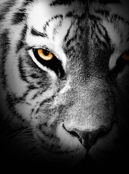 Profil Visage Tigre Animal Abstrait — Photo