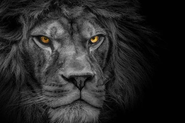 Lion King Portrait Wildlife Animal Black White — 스톡 사진