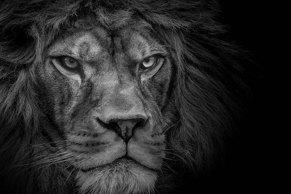 Король Лев Животное Животное Портрет Черно Белый — стоковое фото