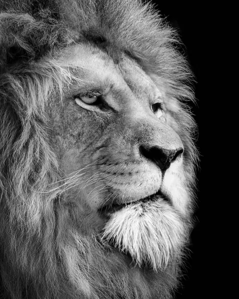 Roi Lion Portrait Animaux Sauvages — Photo