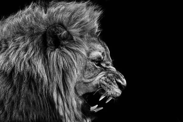 Лев Portrait Wildlife Animal Black White — стокове фото