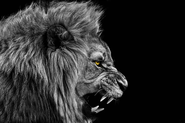 Löwe Porträt Wildtier Schwarz Weiß — Stockfoto