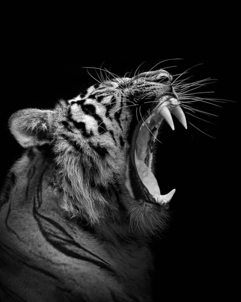 Tigre Furioso Animal Isolado Caçador Vida Selvagem — Fotografia de Stock