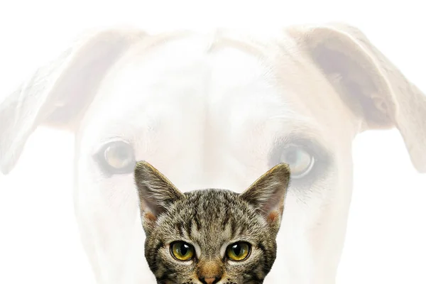 狗和猫 动物等高的白色 — 图库照片