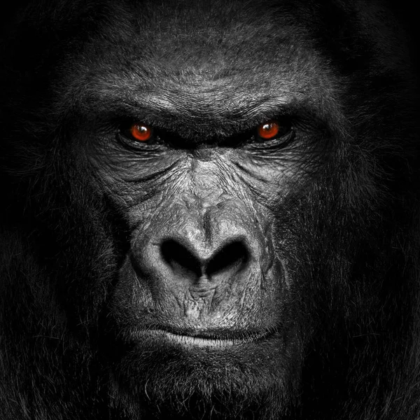 Gorilla Zoogdier Zwart Wit Wild — Stockfoto