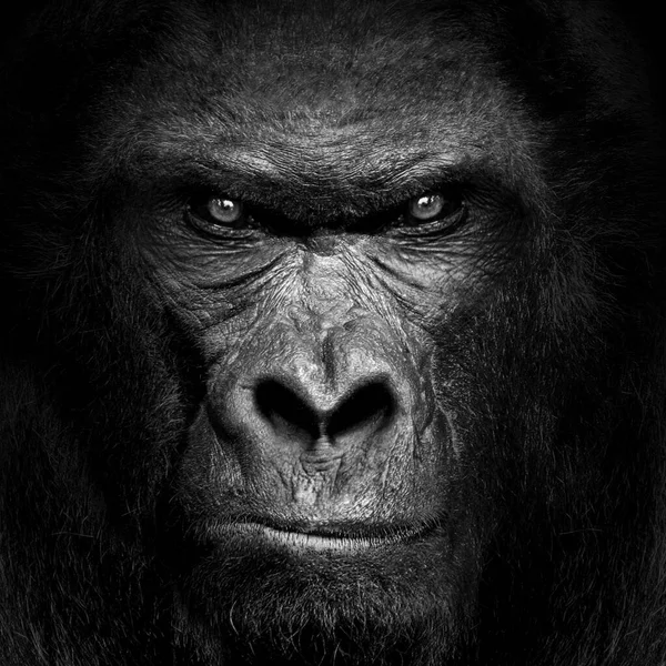 Gorilla Mammal Animal Black White Wildlife — Stock Photo, Image