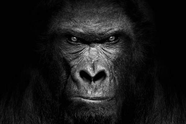 Gorila Mamífero Animal Negro Blanco Fauna —  Fotos de Stock