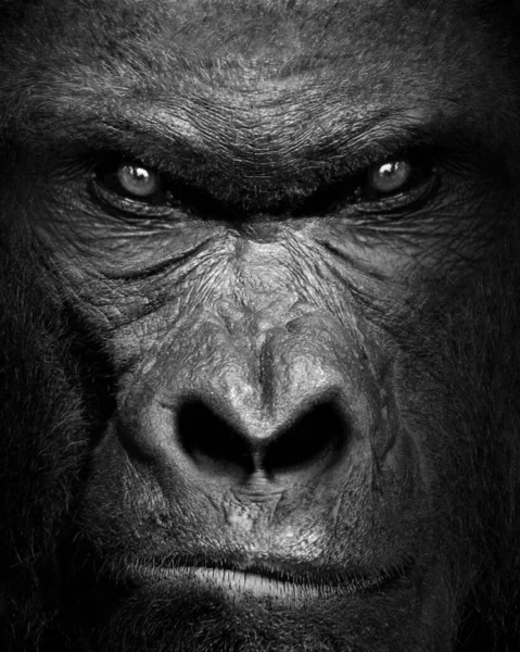 Gorilla mammal animal , black white wildlife