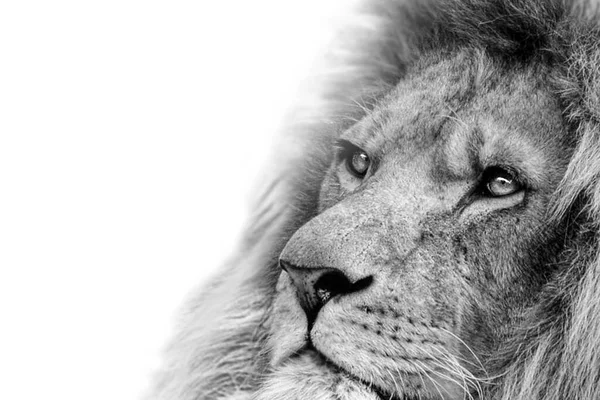 Singa Raja Portrait Binatang Liar Tunggal Putih Terisolasi — Stok Foto
