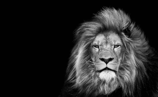 狮子王 肖像画野生动物单身 孤立的白色 — 图库照片