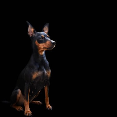 Köpek doberman pinscher, soyutlanmış hayvan