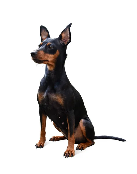 Dog Doberman Pinscher Isolerat Djur — Stockfoto