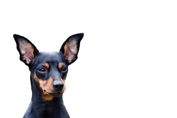 Cão Doberman Pinscher Animal Isolado — Fotografia de Stock