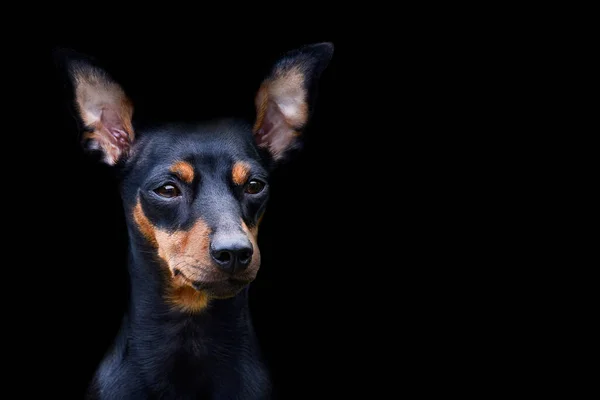 Собака Доберман Пінчер Ізольована Тварина — стокове фото